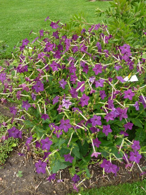 Nicotiana x sanderae 'Perfume pourpre'